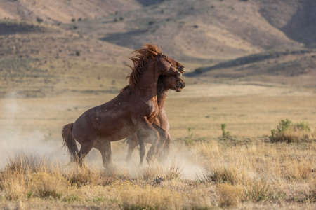 Wild Horse Stallions Fighting in the Utah Desertの写真素材
