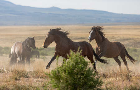 Wild horse Stallions Running Across the Utah Desertの写真素材