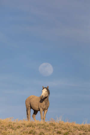Wild Horse in the Utah Desert and Full Moon Risingの写真素材