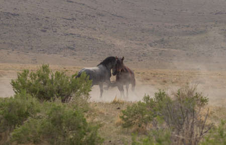 Wild Horse Stallions Fighting in Utahの写真素材