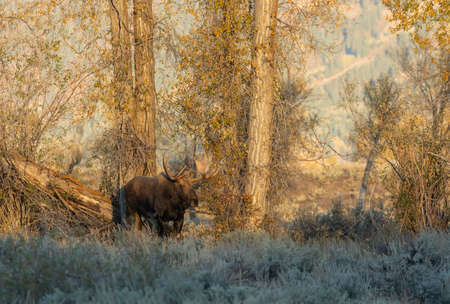 Bull Moose During the rut in Wyoming in Autumnの写真素材