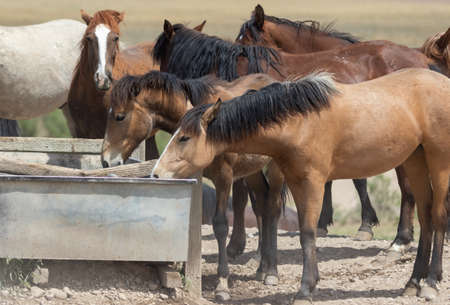 Wild Horses in the Utah desertの写真素材