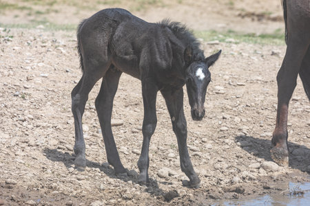Wild Horse Foal in the Utah Desertの写真素材