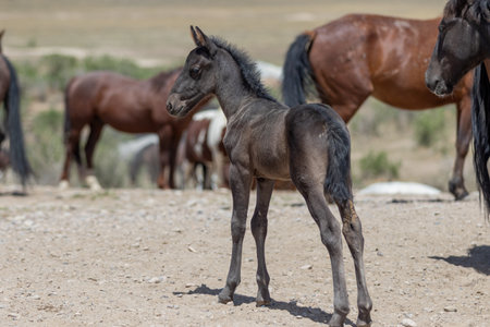 Wild Horse Foal in the Utah Desertの写真素材