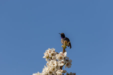 Hummingbird Perched on a Flowering Fruit Treeの写真素材