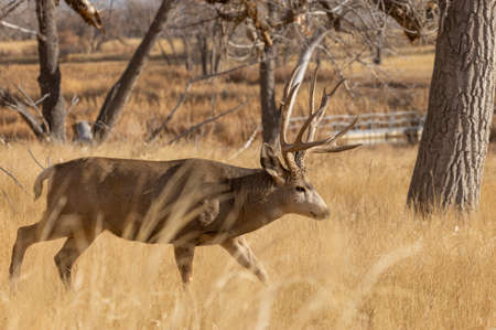 Buck Mule deer in the Rut in Fall in Coloradoの写真素材