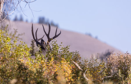 a buck mule deer in autumn in Coloradoの写真素材