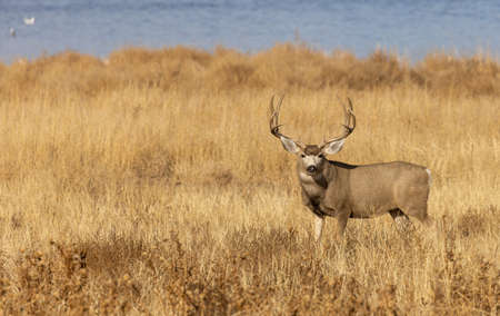 a mule deer buck in the rut in fall in Colorado