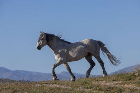 Wild Horse in Spring in the Utah desert