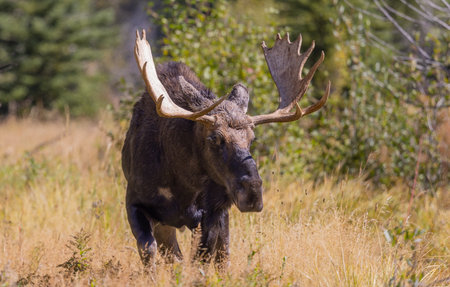 Bull Moose in the rut in Autumn in Wyomingの写真素材