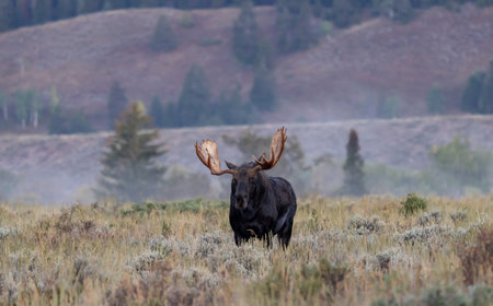 Bull Moose in Autumn in wyomingの写真素材
