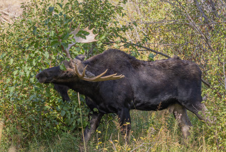 Bull Moose in Autumn in wyomingの写真素材
