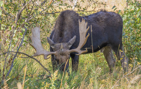 Bull Moose in Autumn in wyomingの写真素材