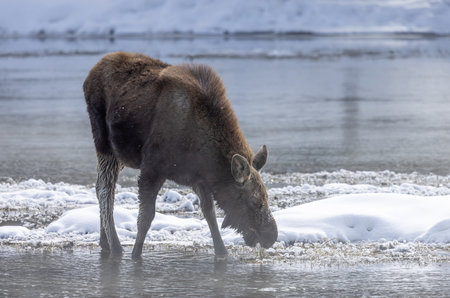 Moose (Alces alces) in Yellowstone National Park, Wyomingの写真素材