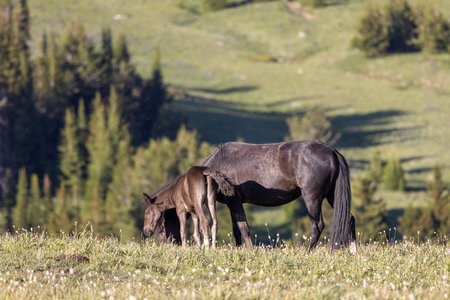 Wild horse in the pryor Moutnains Montana in summerの写真素材