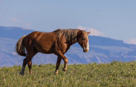 Wild horse in the pryor Moutnains Montana in summerの写真素材