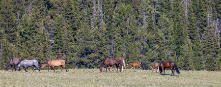 Wild horse in the pryor Moutnains Montana in summerの写真素材