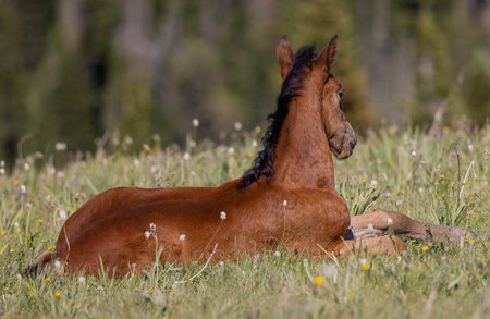 Wild horse in the pryor Moutnains Montana in summerの写真素材