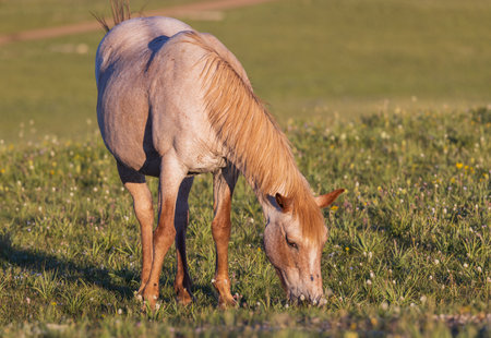 Wild horse in the pryor Moutnains Montana in summerの写真素材