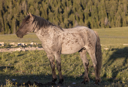 Wild horse in the pryor Moutnains Montana in summerの写真素材