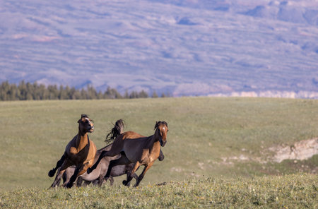 Wild horse in the pryor Moutnains Montana in summerの写真素材