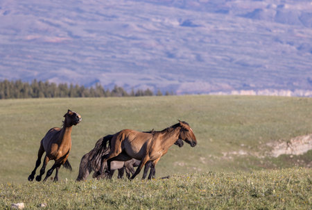 Wild horse in the pryor Moutnains Montana in summerの写真素材