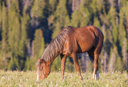 Wild horse in the pryor Moutnains Montana in summerの写真素材