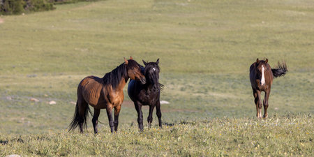 Wild horse in the pryor Moutnains Montana in summerの写真素材