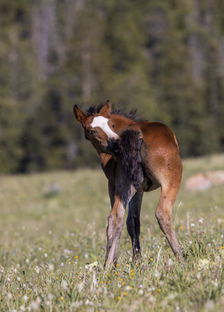 Wild horse in the pryor Moutnains Montana in summerの写真素材