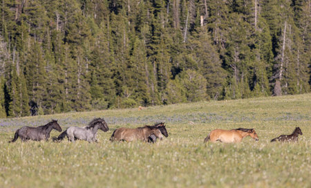 Wild horse in the pryor Moutnains Montana in summerの写真素材
