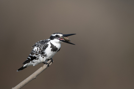 Pied Kingfisher (Ceryle rudis) with Fishの写真素材