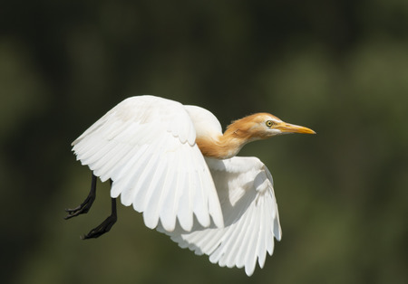 Cattle egretの写真素材