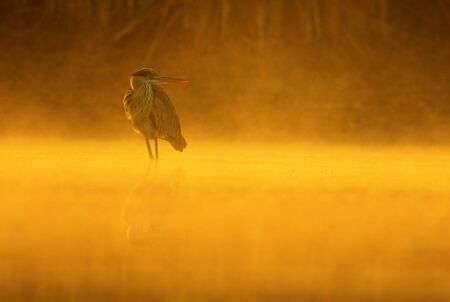Grey heron (Ardea cinerea)