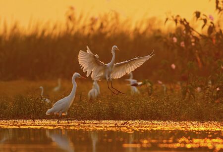 Egret in morningの写真素材