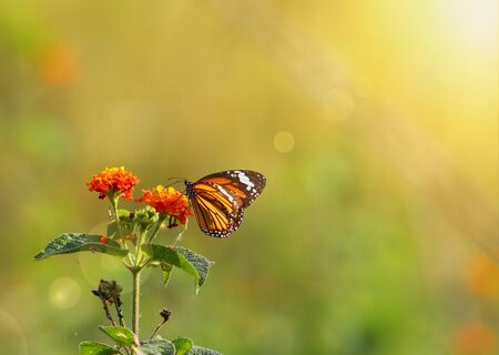 Striped tiger butterflyの写真素材