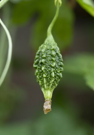 Bitter melon or bitter gourd hangingの写真素材