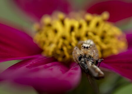 Thyene imperialis or jumping spider hunting bee