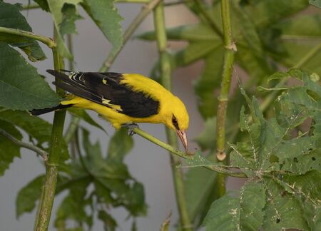 Golden Oriole, Oriolus oriolus