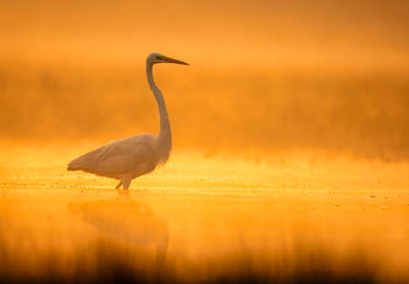 Great egret in Sunriseの写真素材