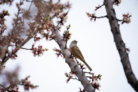 A bird on a branch of a blossoming apricot treeの写真素材