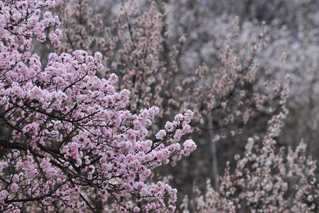 cherry blossom in the garden, spring season, nature backgroundの写真素材