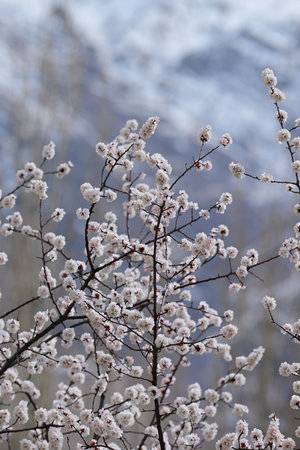 Apricot flowers blooming on a spring day in the mountainsの写真素材