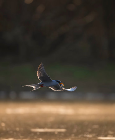 River  Tern, Chlidonias ridibundus, single bird in flight, Warwickshireの写真素材