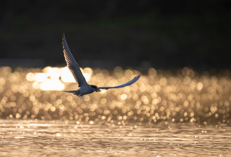 River tern flying on the lake at sunset with reflection in waterの写真素材