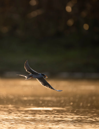 River tern  flying in the air over the water surface with bokeh backgroundの写真素材