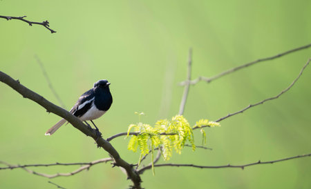 Oriental magpie robin (Copsychus saularis)の写真素材