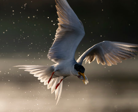 Flying tern with fish in beak, hunting for prey.の写真素材