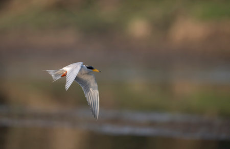 River tern Flying overlake in morningの写真素材