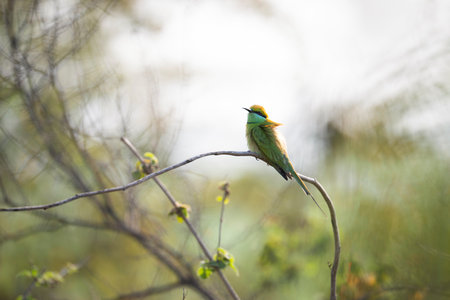 Bee eater (Merops orientalis) perched on a branchの写真素材
