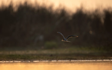 River tern in flightの写真素材